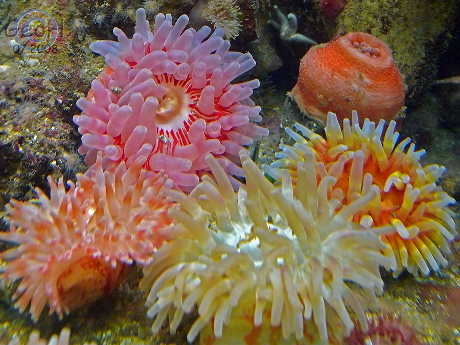 Helgoland, Meerwasser-Aquarium